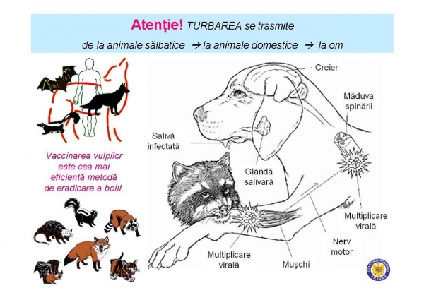 Modalitatea de transmitere a rabiei de la animalele sălbatice - animalele domestice - om