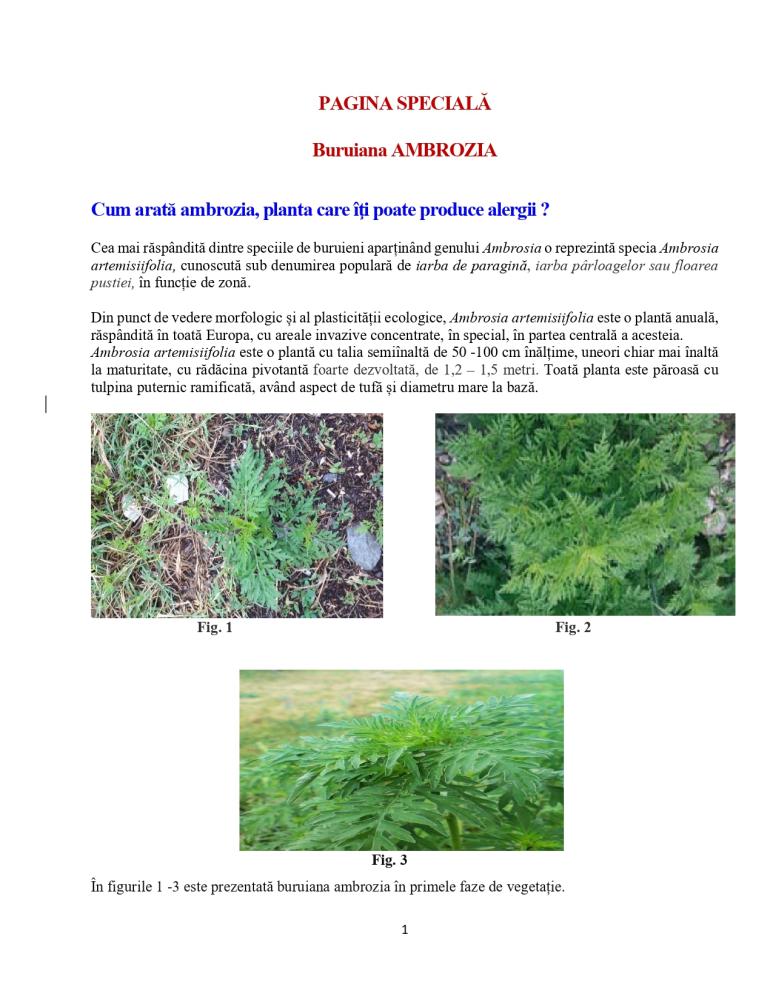 Ambrozia (prezentare și combatere)